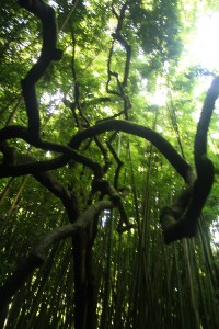 Source: http://redbirdiebabe.tumblr.com/image/40494425537