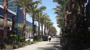 Palm Trees in the conference center area
