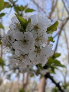 Picture of cherry blossoms